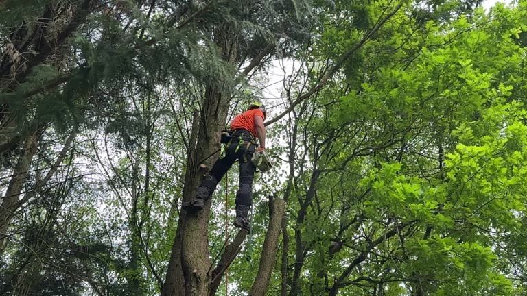 Reliable Point Mackenzie, AK Tree Services Solutions